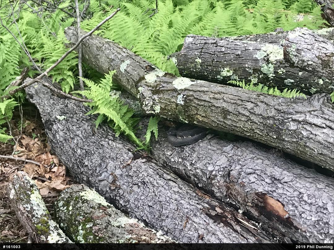 Timber Rattlesnake