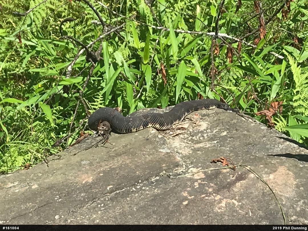 Timber Rattlesnake