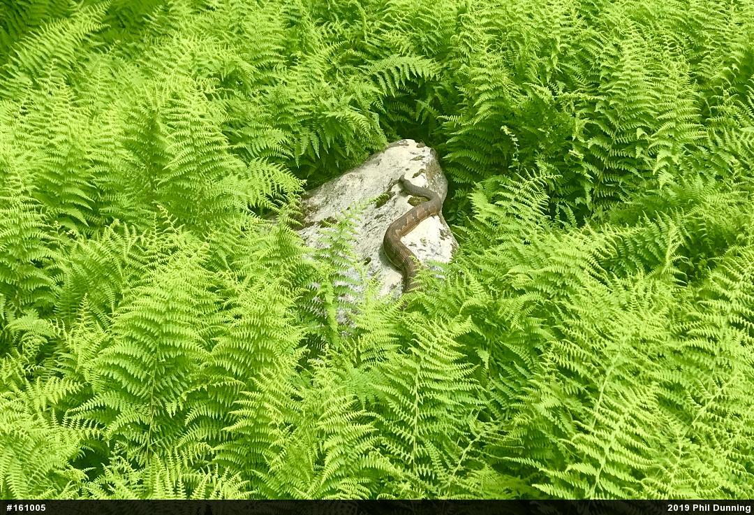 Timber Rattlesnake