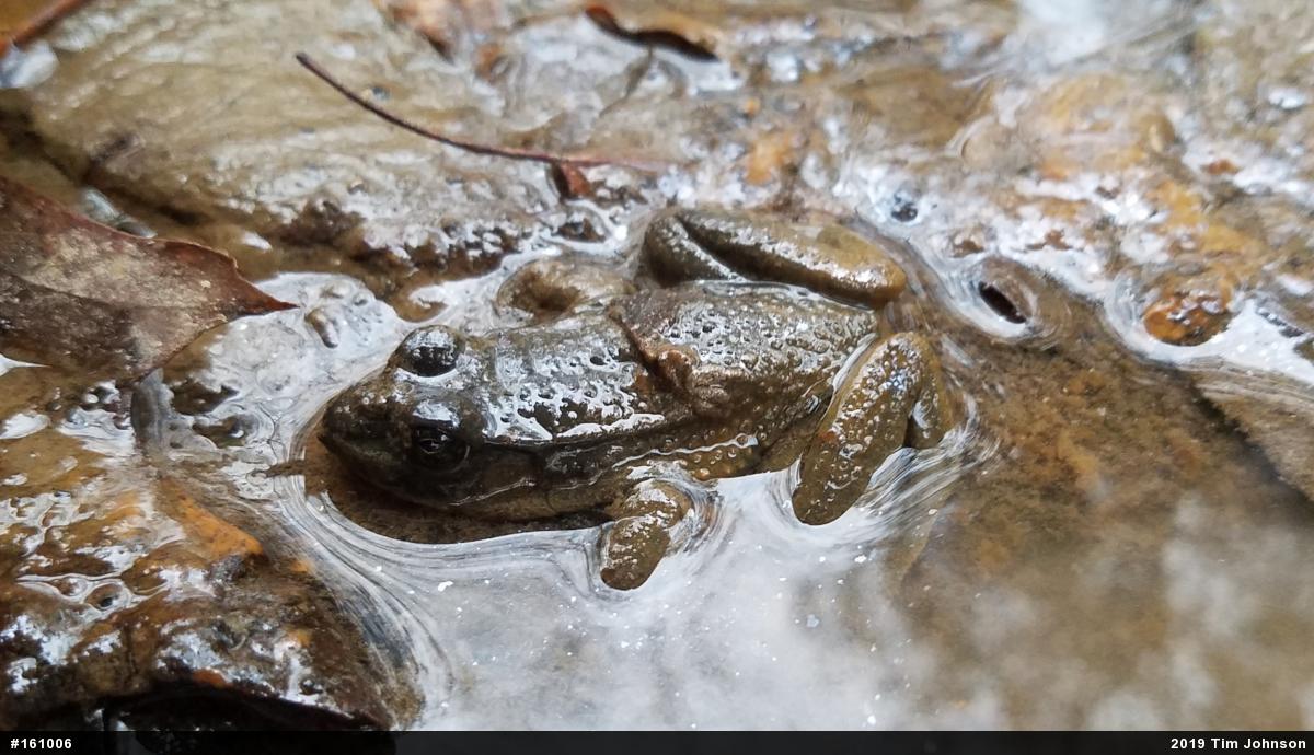 Green Frog
