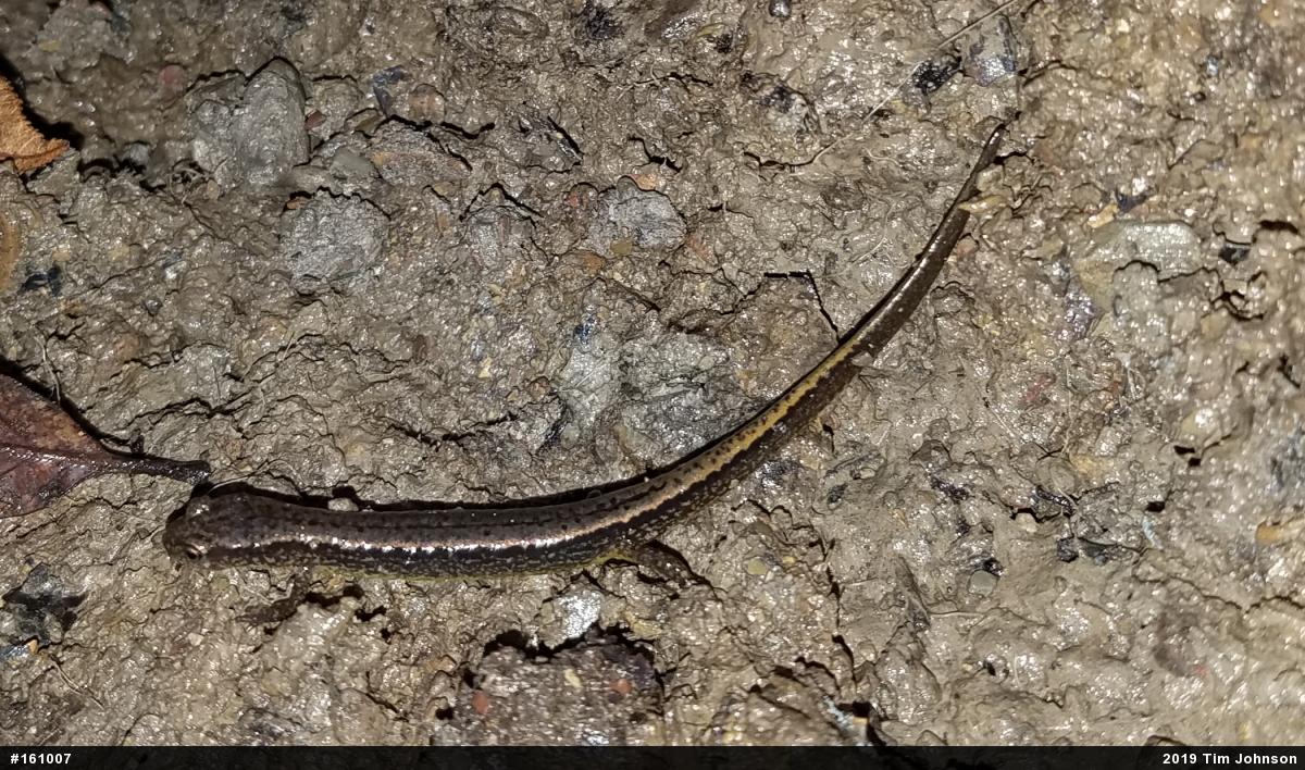 Northern Two-lined Salamander