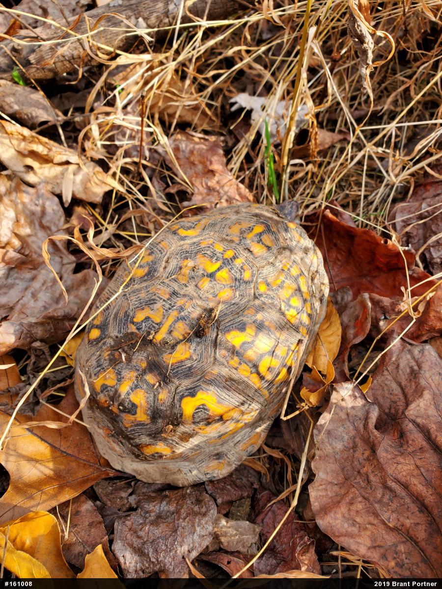 Eastern Box Turtle