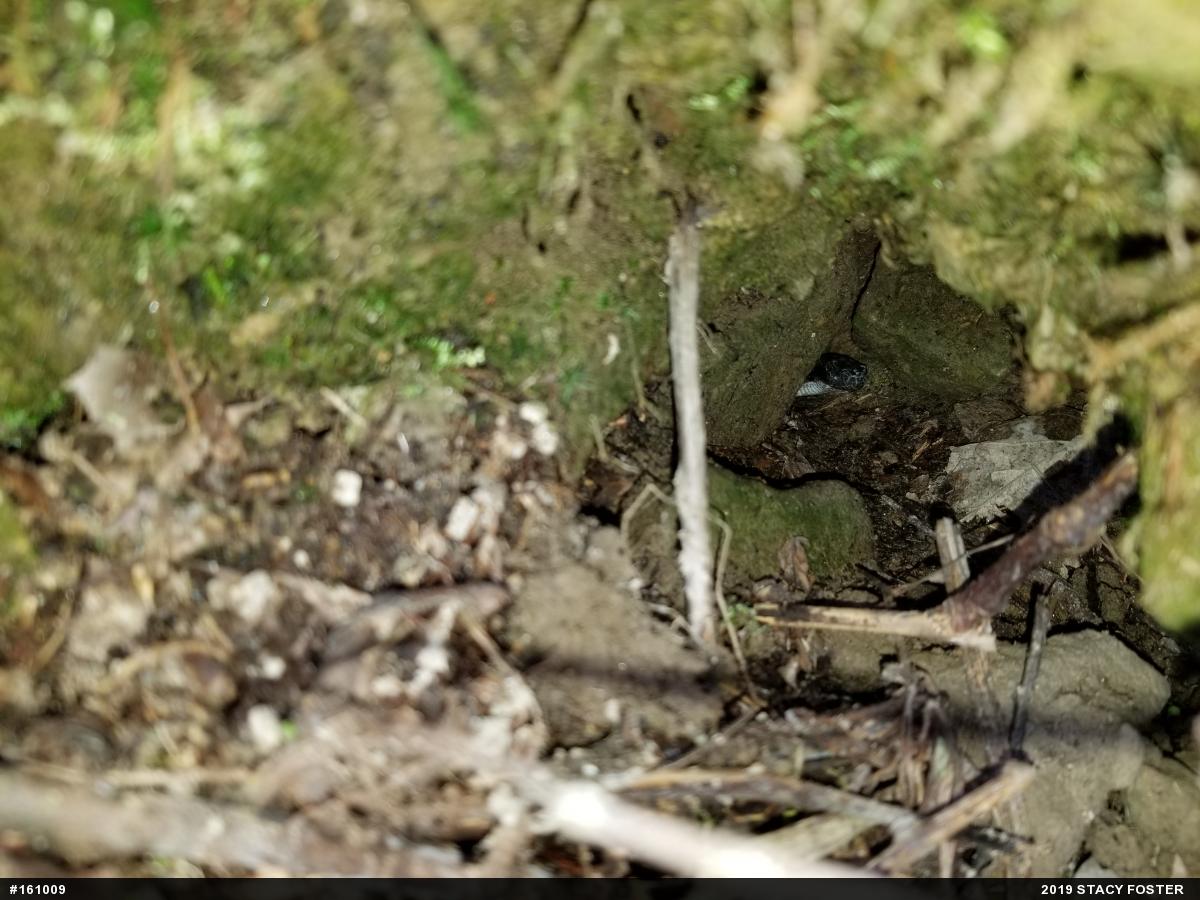 Timber Rattlesnake