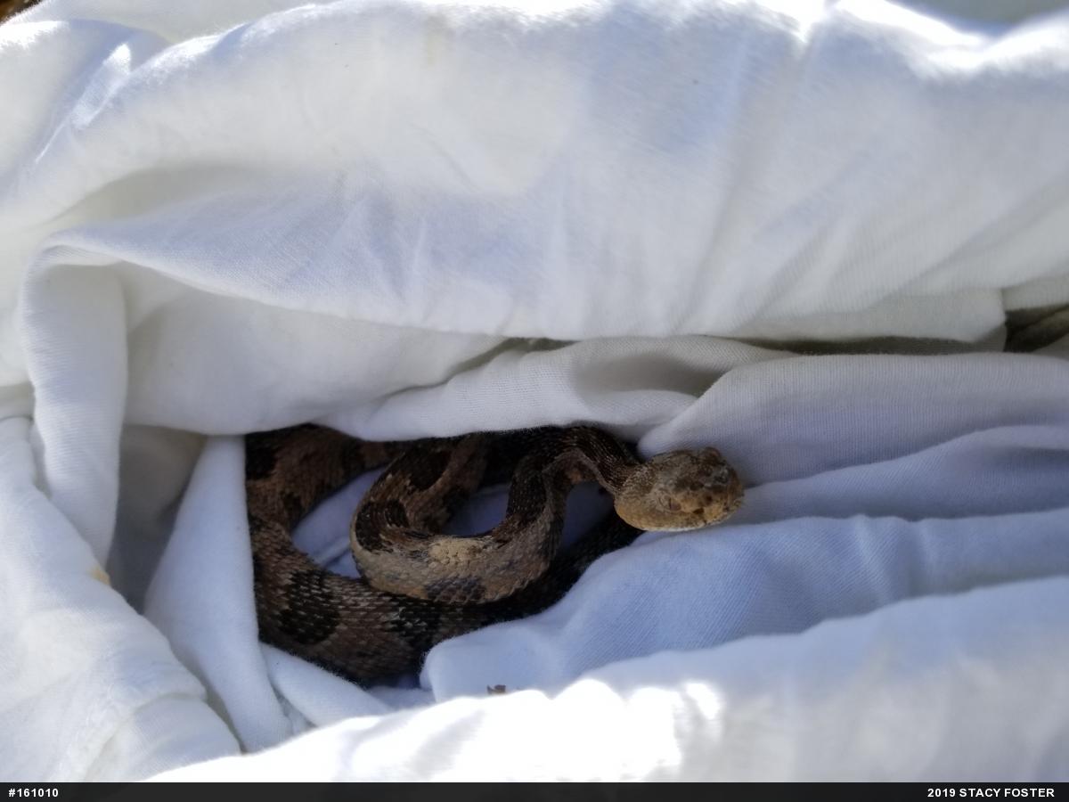 Timber Rattlesnake