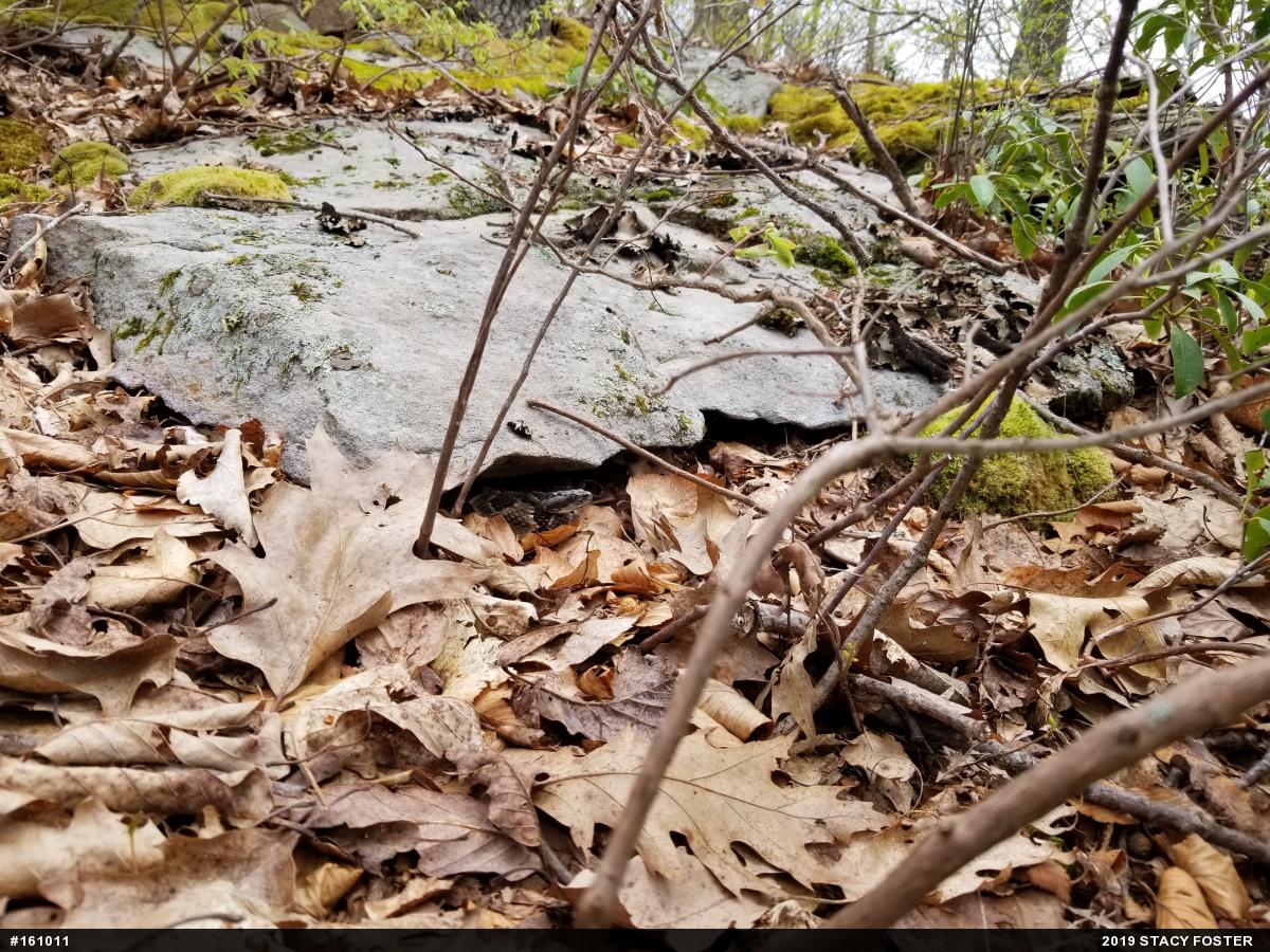 Timber Rattlesnake