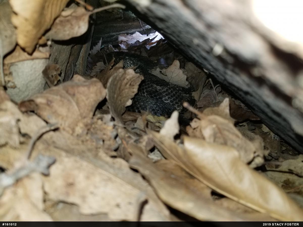 Timber Rattlesnake
