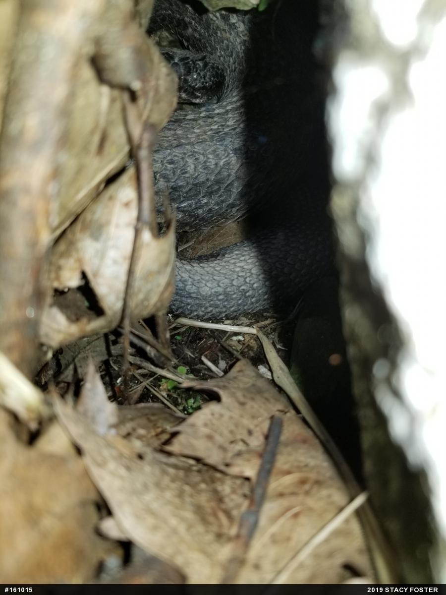 Timber Rattlesnake