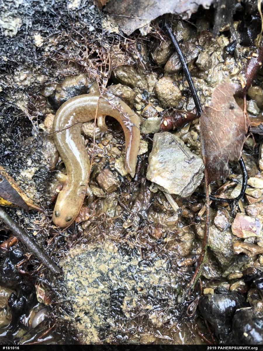 Northern Spring Salamander
