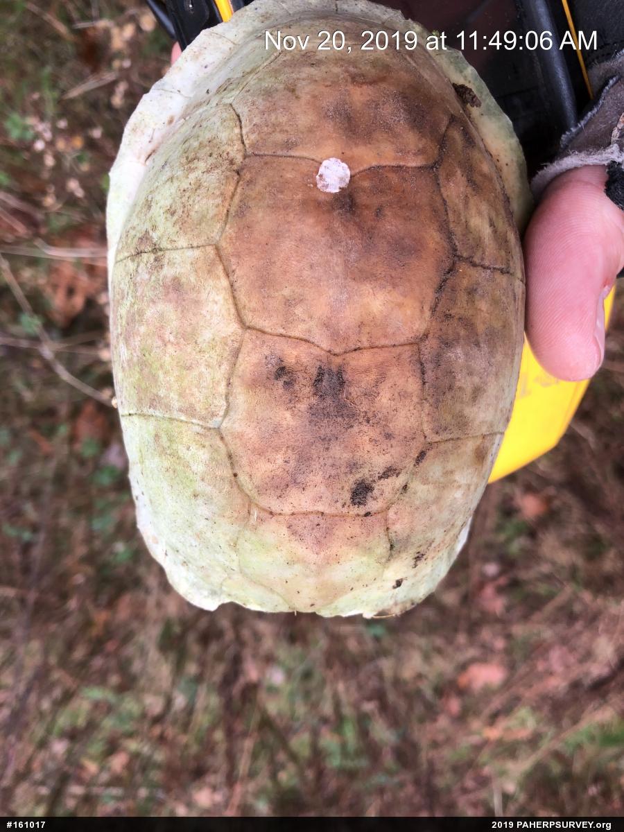 Eastern Box Turtle