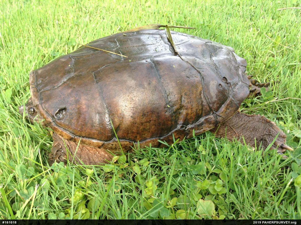 Snapping Turtle