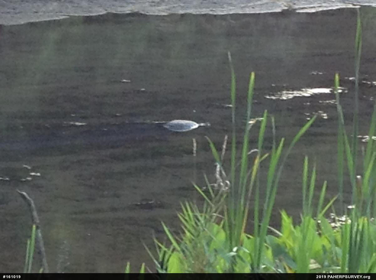 Snapping Turtle