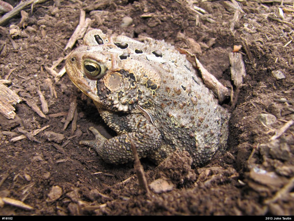 Eastern American Toad