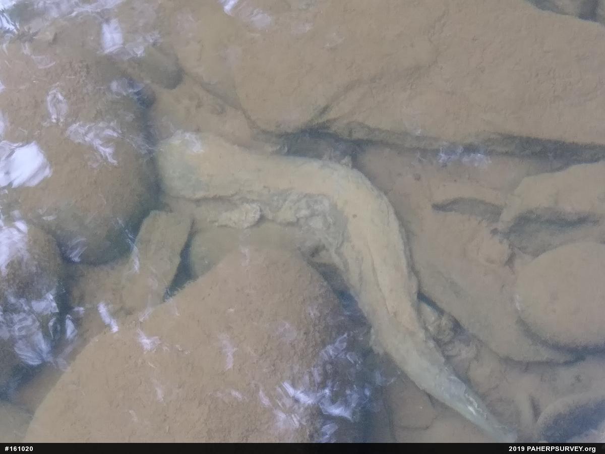Eastern Hellbender