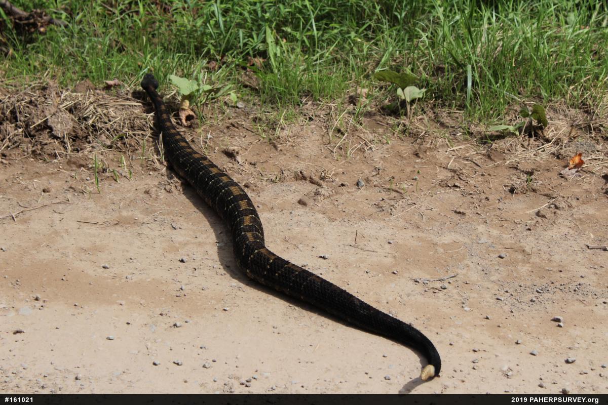 Timber Rattlesnake