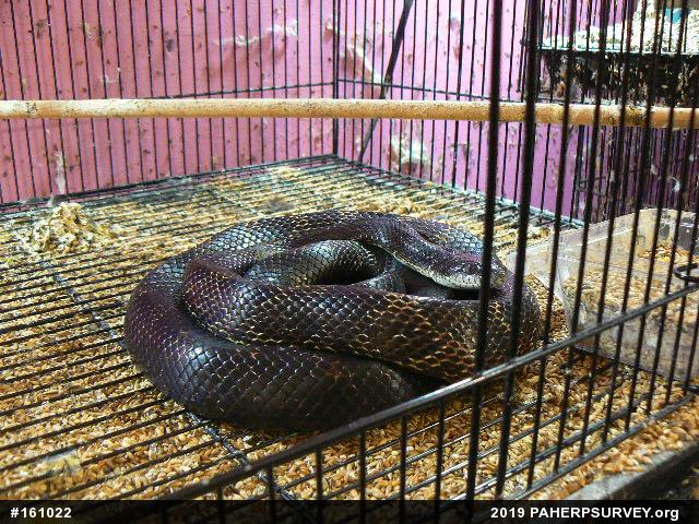 Eastern Ratsnake