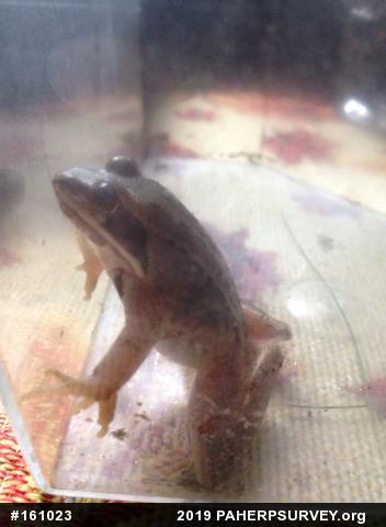 Wood Frog