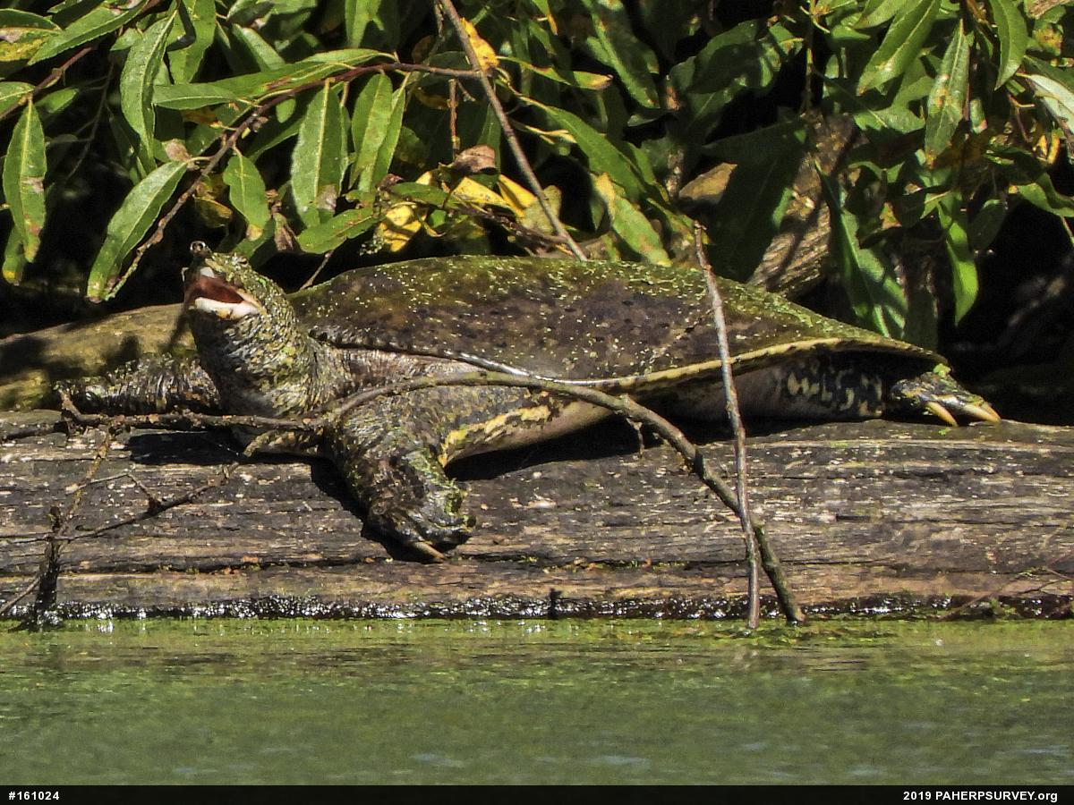 Eastern Spiny Softshell