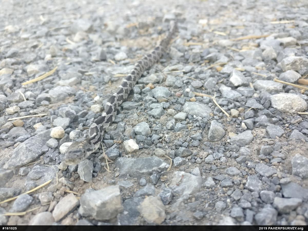Eastern Ratsnake