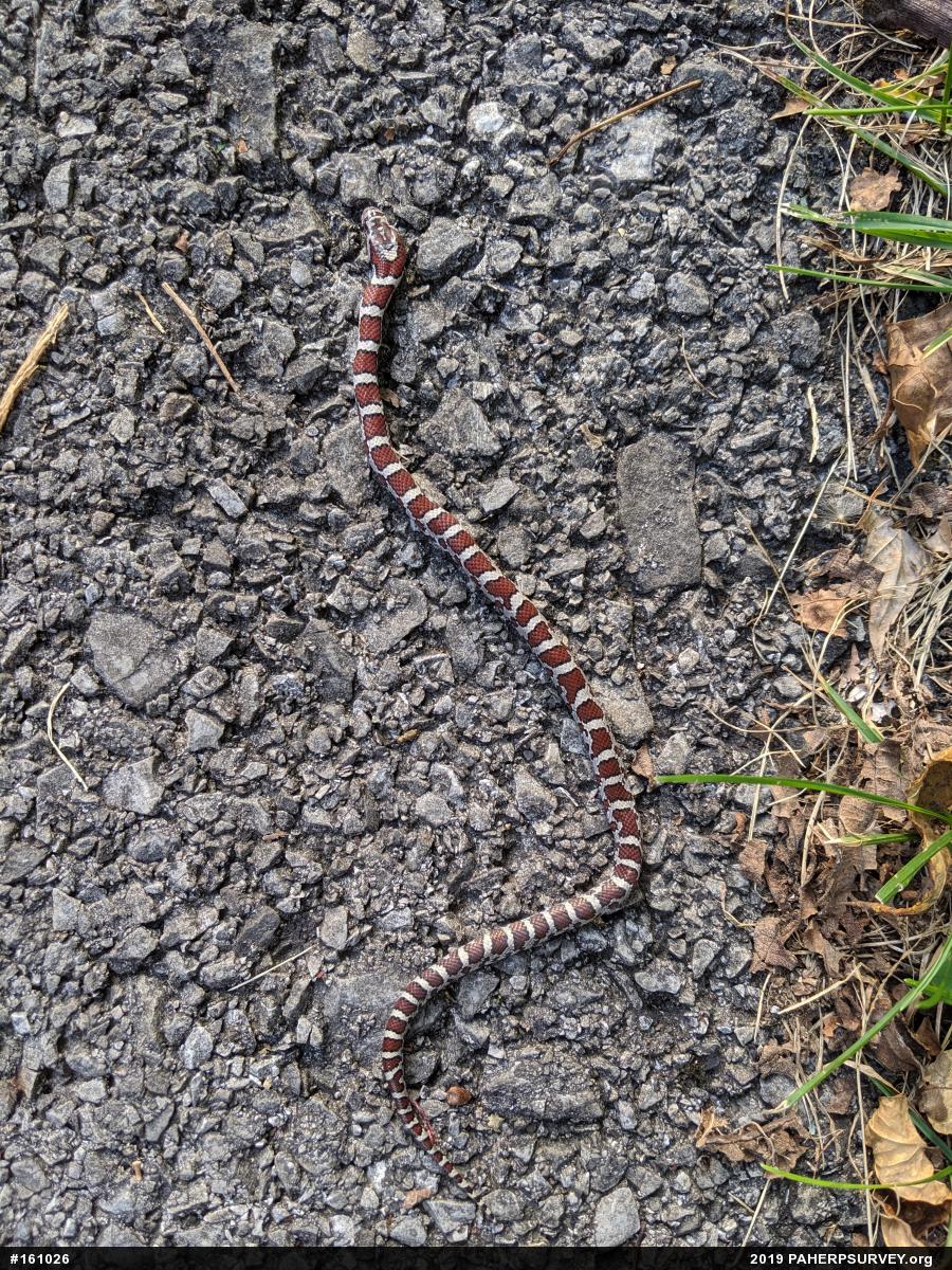 Eastern Milksnake