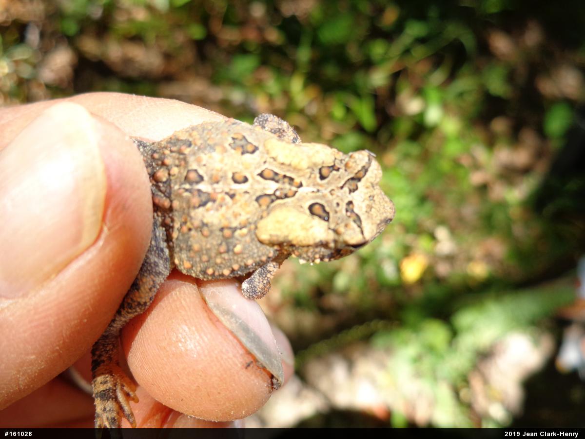 Eastern American Toad