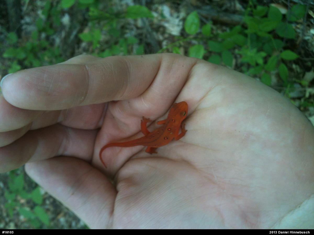 Red-spotted Newt