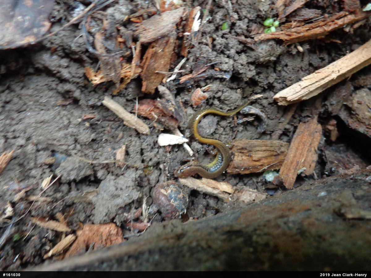 Northern Two-lined Salamander