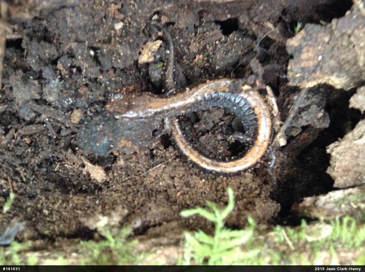Eastern Red-backed  Salamander