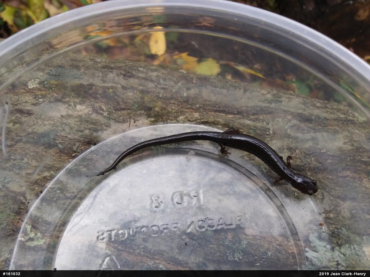 Eastern Red-backed  Salamander