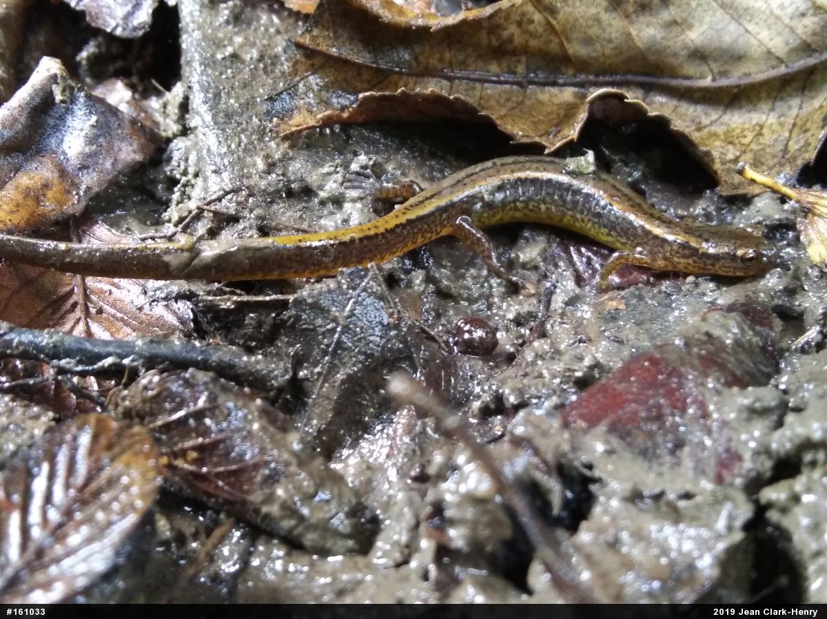 Northern Two-lined Salamander