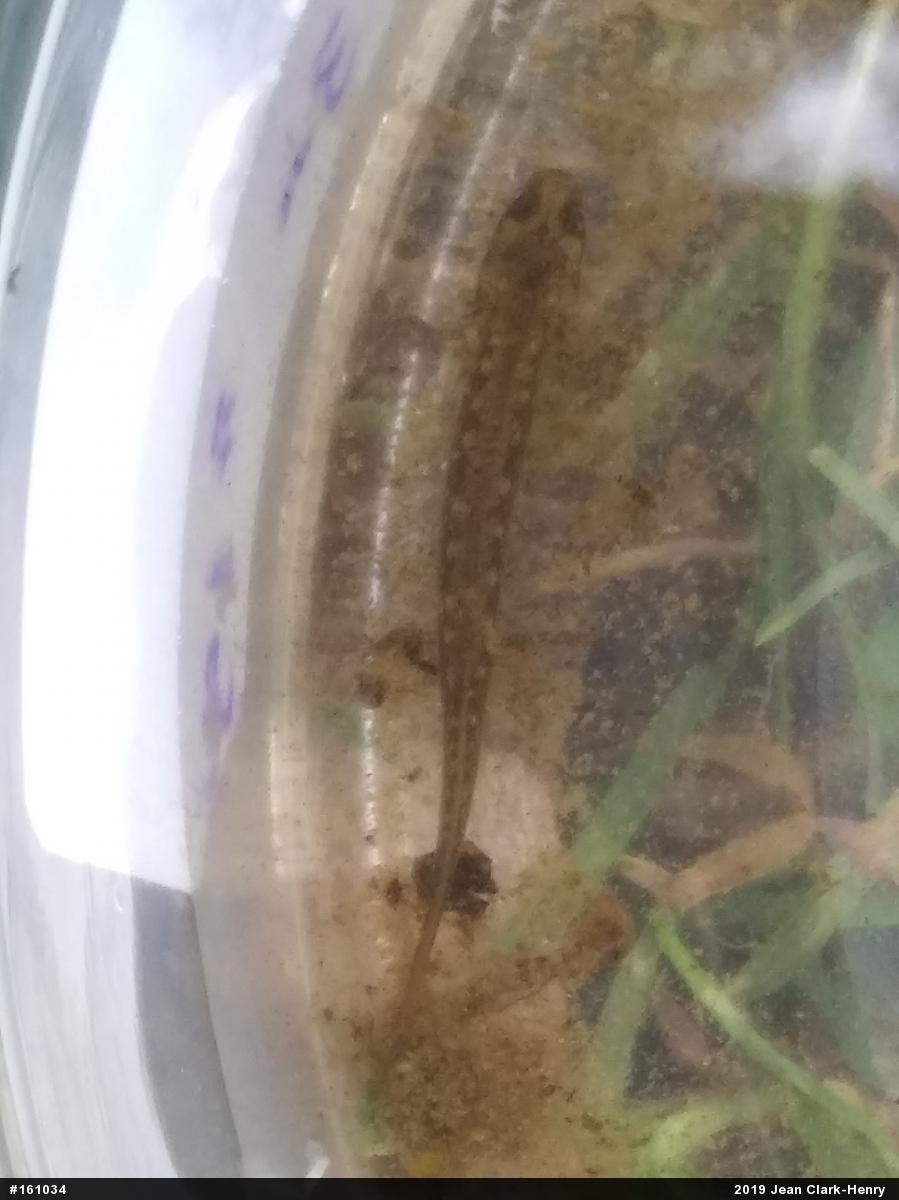 Northern Two-lined Salamander
