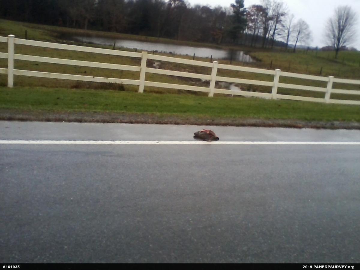 Snapping Turtle