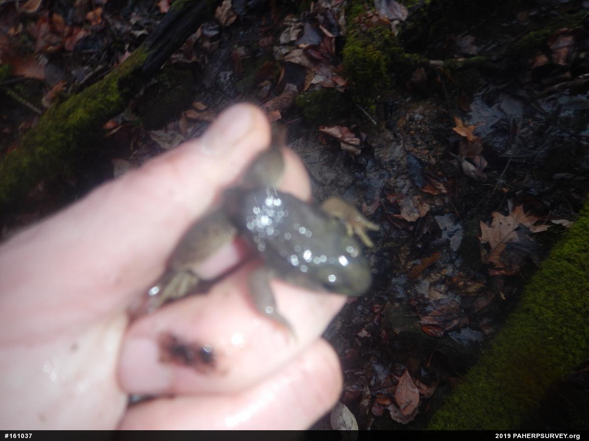 Green Frog