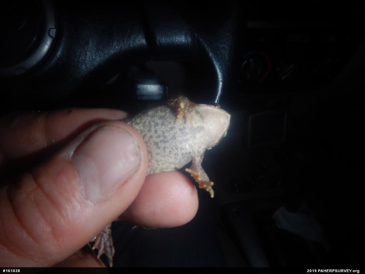 Eastern American Toad
