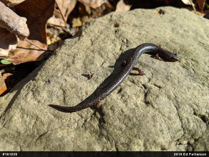 Valley And Ridge Salamander