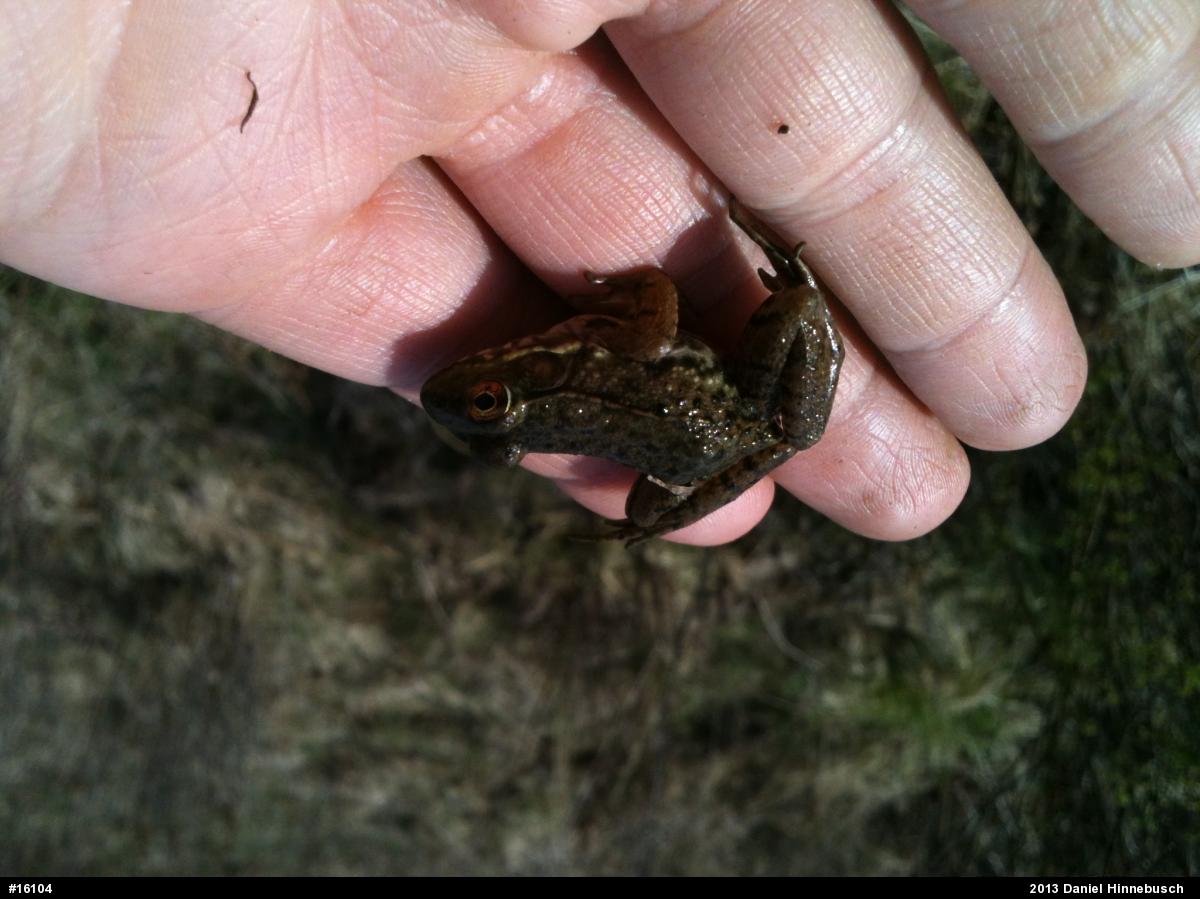 Green Frog