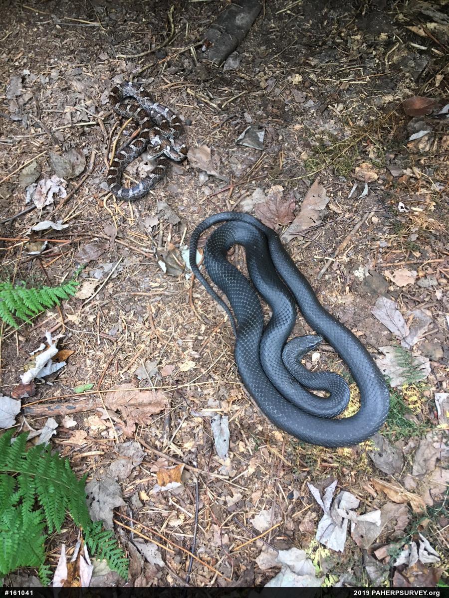 Eastern Milksnake