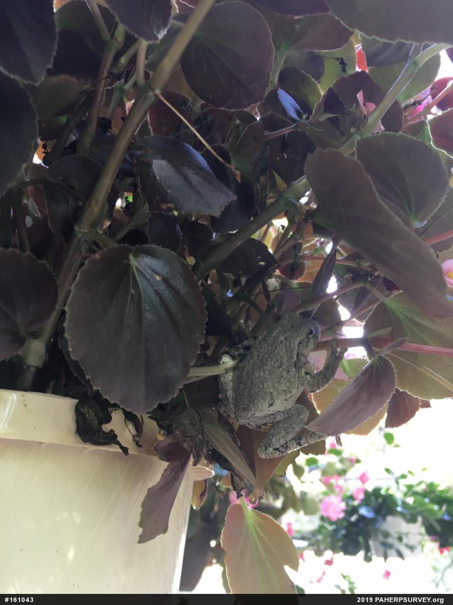Unknown Gray Treefrog