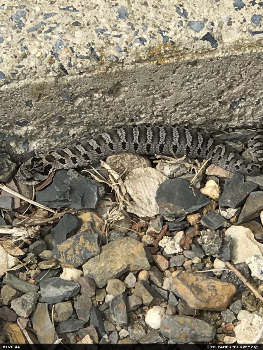 Eastern Hog-nosed Snake