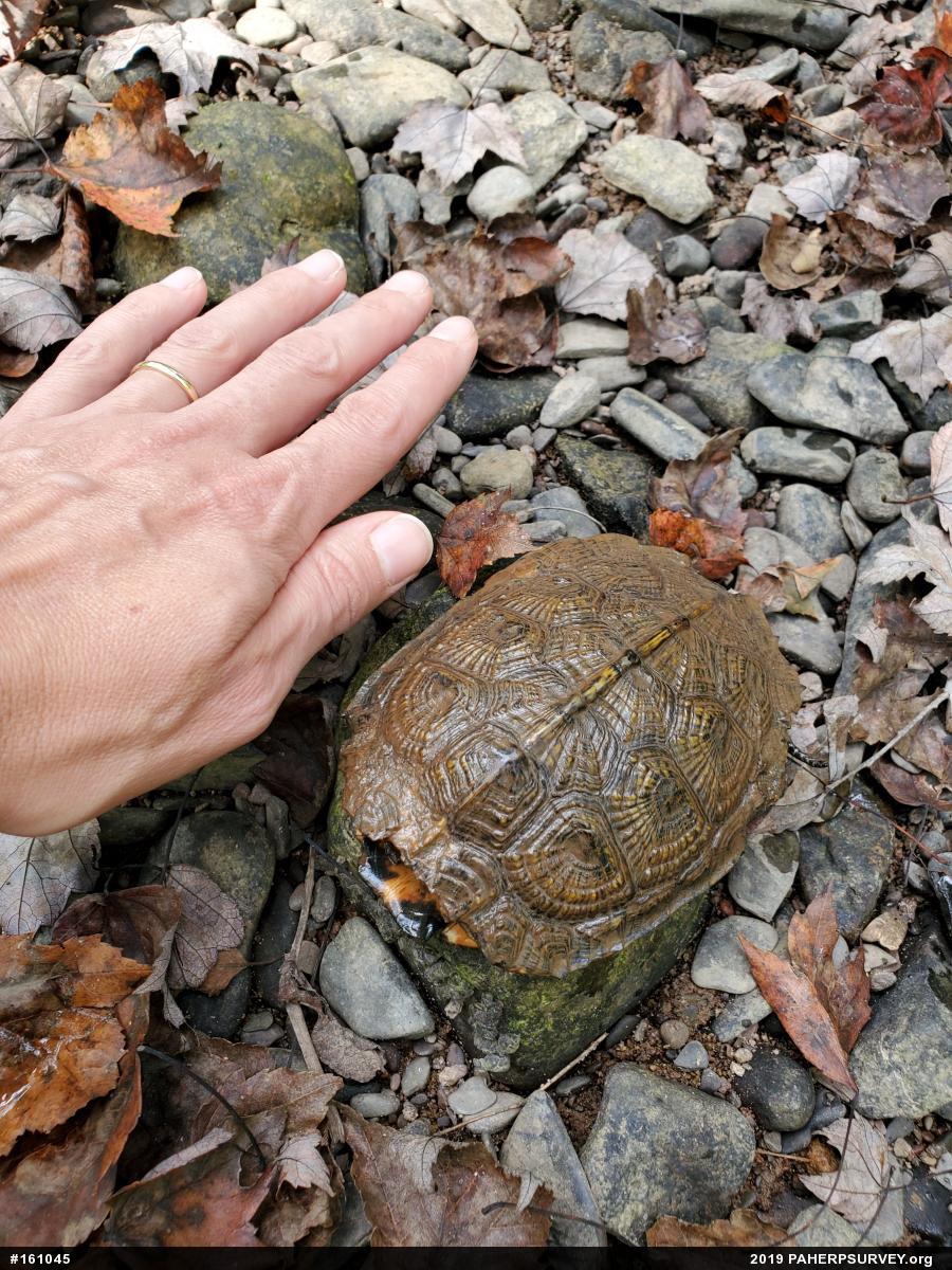 Wood Turtle