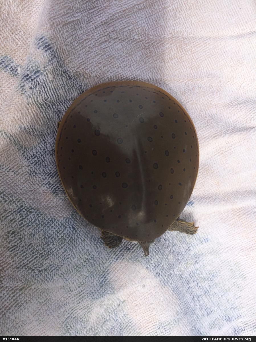 Eastern Spiny Softshell