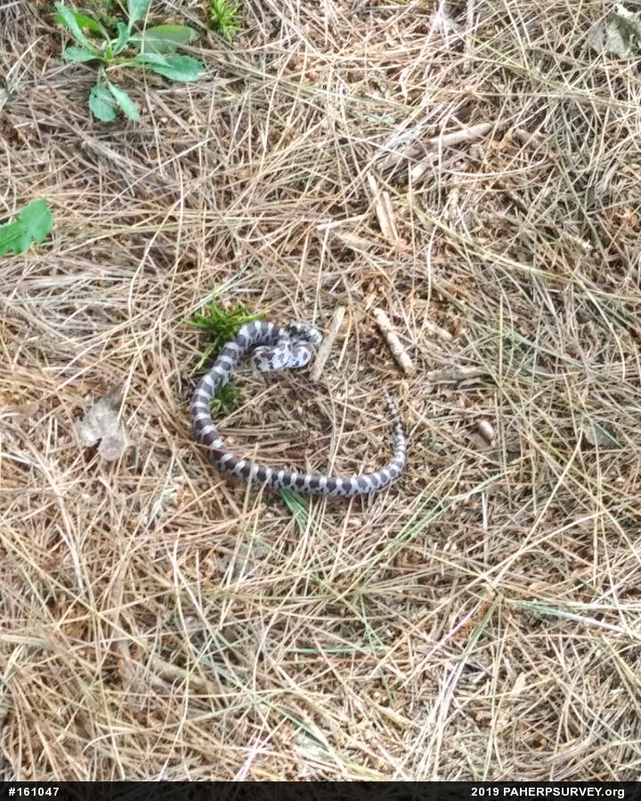 Eastern Milksnake