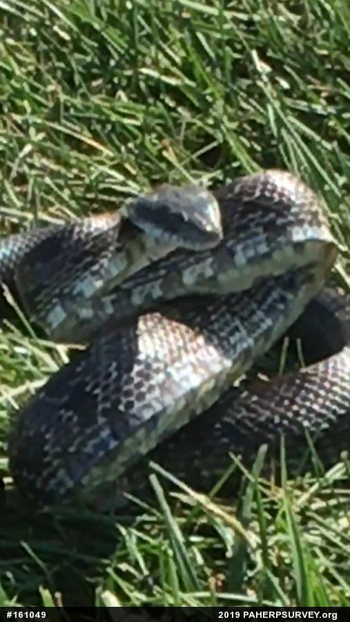 Eastern Ratsnake