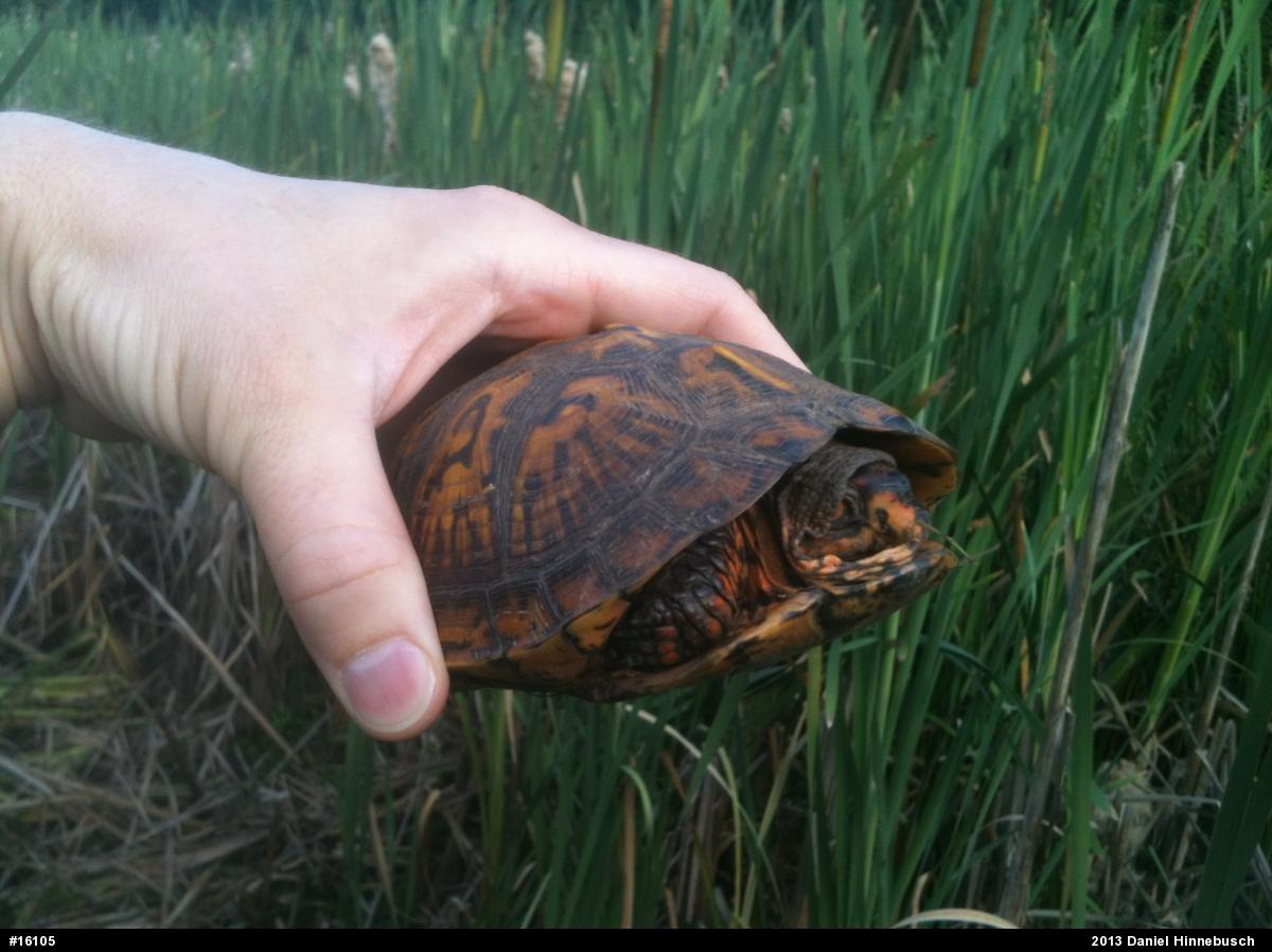 Eastern Box Turtle