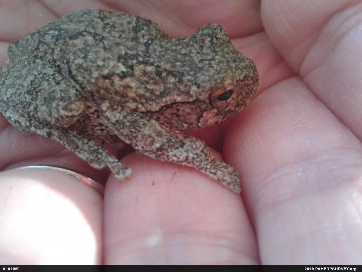 Unknown Gray Treefrog