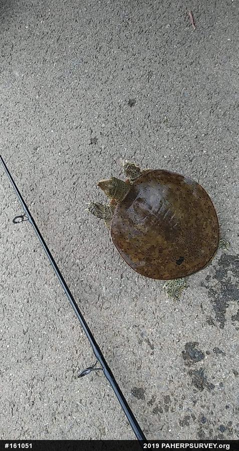 Eastern Spiny Softshell