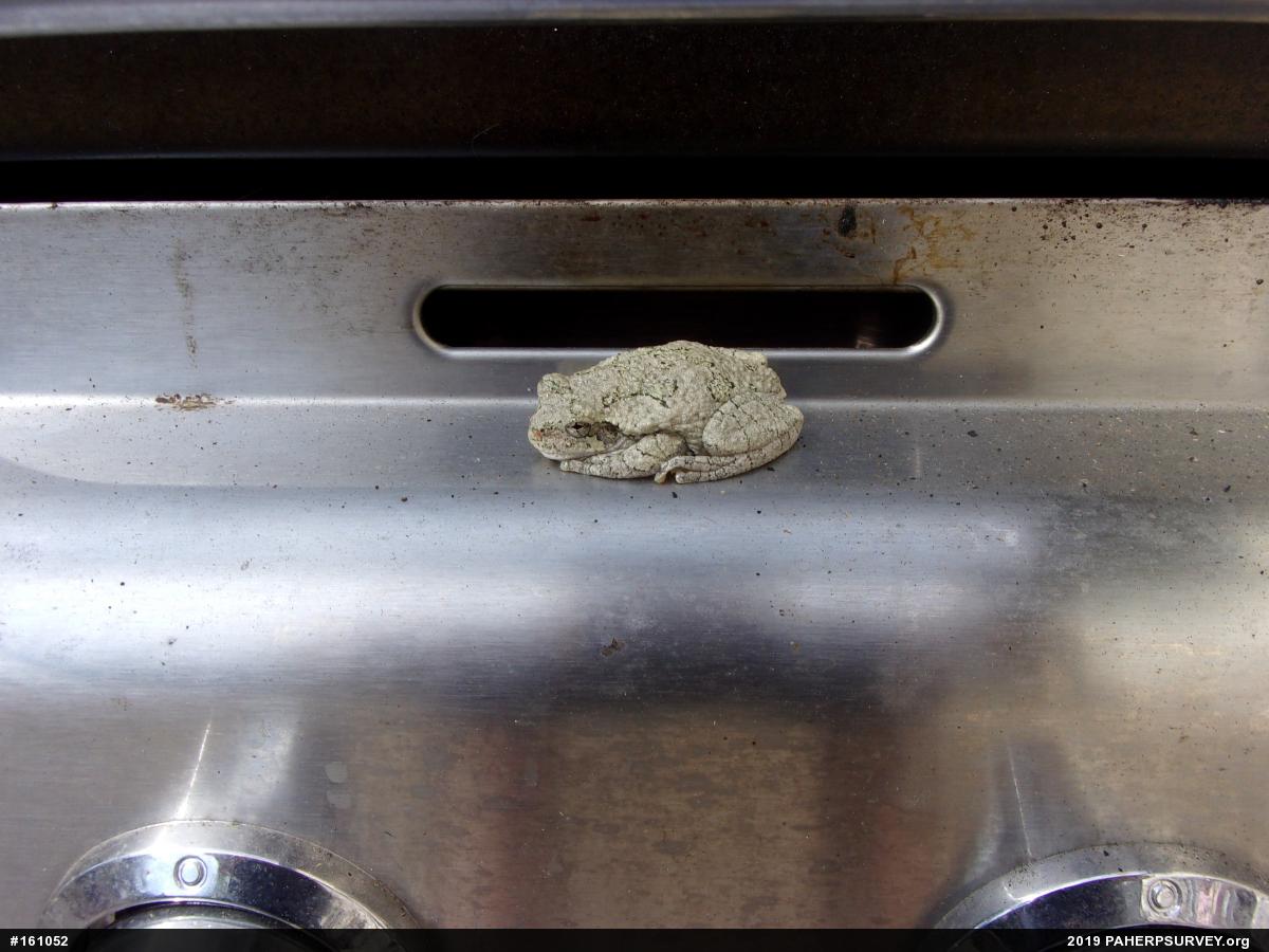 Unknown Gray Treefrog