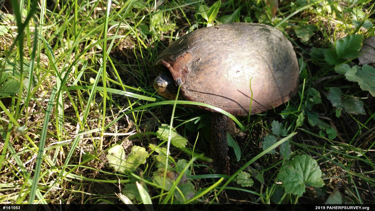 Eastern Musk Turtle