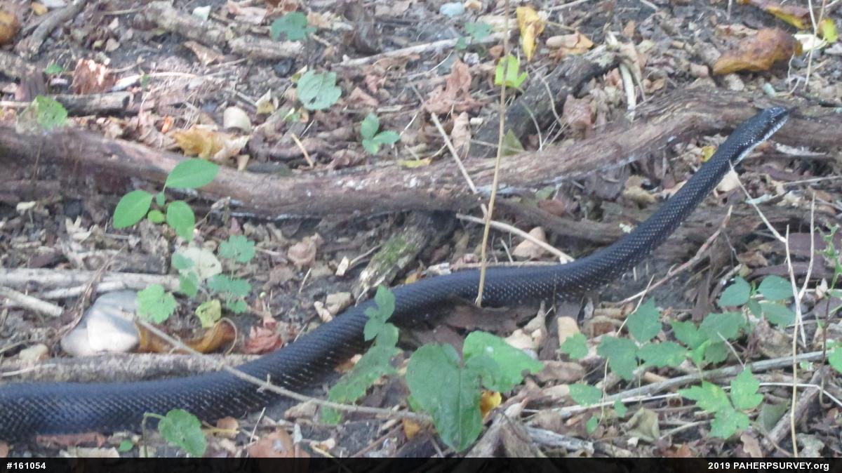 Eastern Ratsnake
