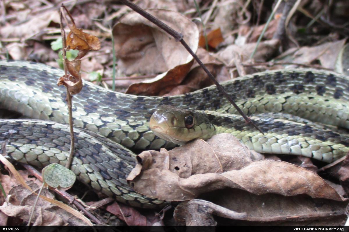 Eastern Gartersnake
