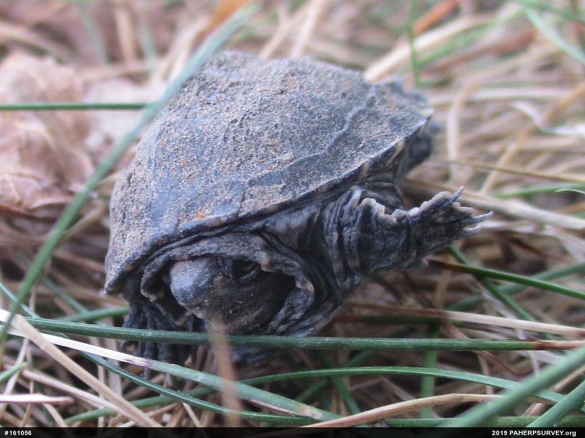 Eastern Musk Turtle